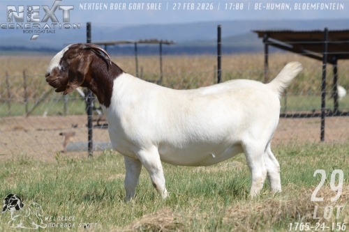 1 X BOER GOAT FLOCK ON TEAT PREGNANT DOE Welgelee boerbok stoet