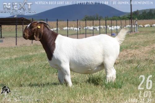 1 X BOER GOAT FLOCK PREGNANT DOE Welgelee boerbok stoet