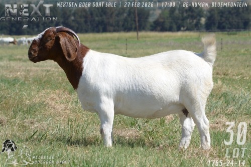 1 X BOER GOAT FLOCK ON TEAT PREGNANT DOE Welgelee boerbok stoet