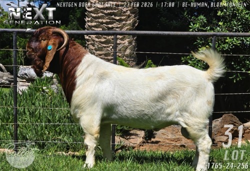 1 X BOER GOAT STUD BUCK Collen Boerdery