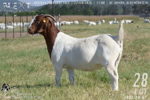 1 X BOER GOAT FLOCK DOE Welgelee boerbok stoet