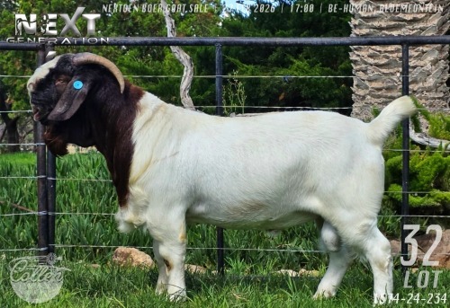 1 X BOER GOAT STUD BUCK Collen Boerdery