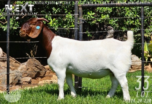 1 X BOER GOAT STUD DOE Collen Boerdery