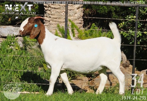 1 X BOER GOAT FLOCK ON TEAT DOE Collen Boerdery