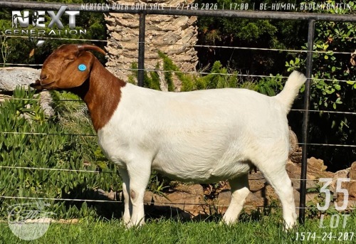 1 X BOER GOAT FLOCK ON TEAT PREGNANT DOE Collen Boerdery