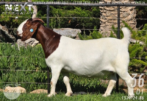 1 X BOER GOAT STUD PREGNANT DOE Collen Boerdery