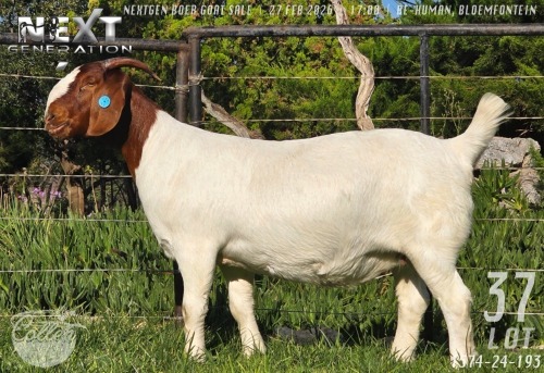 1 X BOER GOAT STUD PREGNANT DOE Collen Boerdery