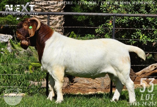 1 X BOER GOAT FLOCK ON COLOUR BUCK Collen Boerdery