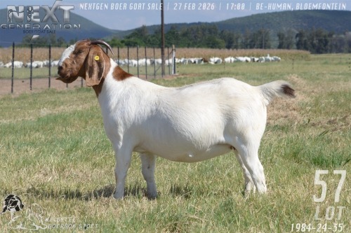 1 X BOER GOAT FLOCK PREGNANT DOE Welgelee boerbok stoet