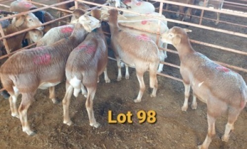 LOT 98 5X MEATMASTER OOI/EWE OSVLEY MEATMASTERS (PER STUK OM LOT TE NEEM/PER PIECE TO TAKE THE LOT)