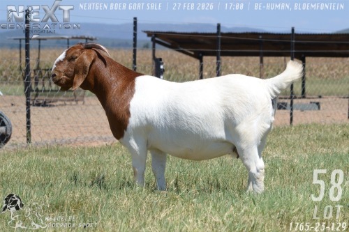 1 X BOER GOAT STUD PREGNANT DOE Welgelee boerbok stoet