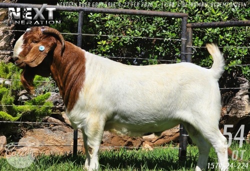 1 X BOER GOAT STUD BUCK Collen Boerdery
