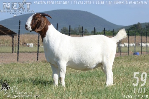 1 X BOER GOAT STUD DOE Welgelee boerbok stoet