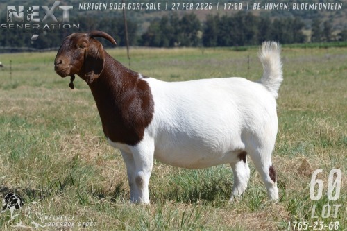 1 X BOER GOAT FLOCK ON COLOUR PREGNANT DOE Welgelee boerbok stoet