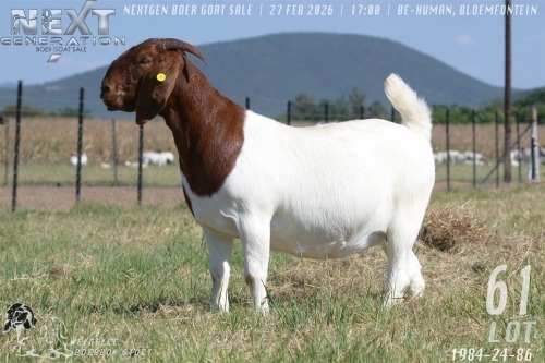 1 X BOER GOAT STUD PREGNANT DOE Welgelee boerbok stoet