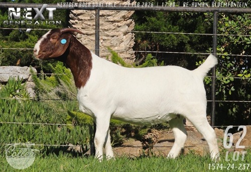 1 X BOER GOAT STUD PREGNANT DOE Collen Boerdery