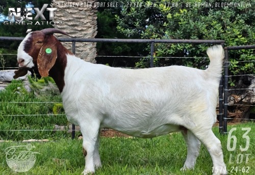 1 X BOER GOAT FLOCK PREGNANT DOE Collen Boerdery