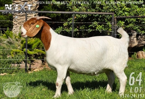 1 X BOER GOAT FLOCK ON COLOUR PREGNANT DOE Collen Boerdery