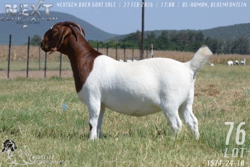 1 X BOER GOAT FLOCK ON COLOUR PREGNANT DOE Welgelee boerbok stoet