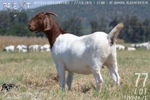 1 X BOER GOAT FLOCK ON COLOUR PREGNANT DOE Welgelee boerbok stoet