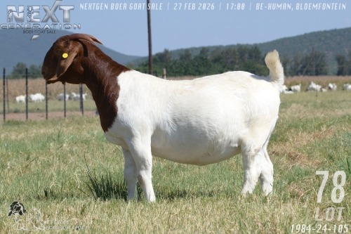 1 X BOER GOAT STUD DOE Welgelee boerbok stoet