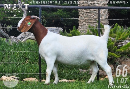 1 X BOER GOAT FLOCK DOE Collen Boerdery