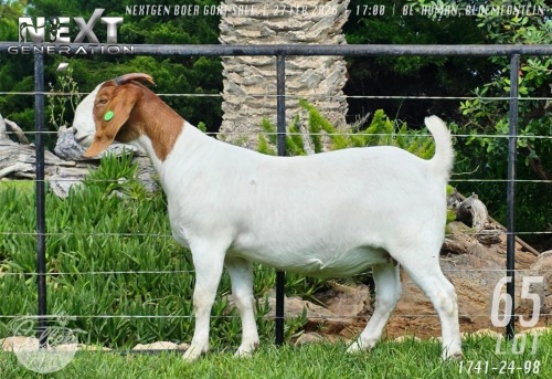 1 X BOER GOAT FLOCK PREGNANT DOE Collen Boerdery