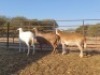 3 X MEATMASTER OOI NEW HEAVEN (PER STUK OM LOT TE NEEM) - 3
