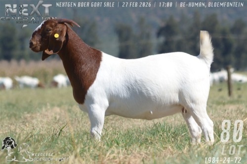 1 X BOER GOAT STUD DOE Welgelee boerbok stoet