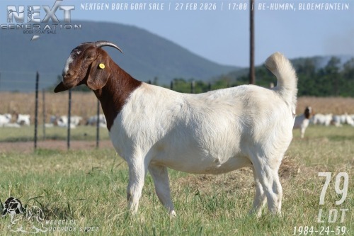 1 X BOER GOAT FLOCK DOE Welgelee boerbok stoet