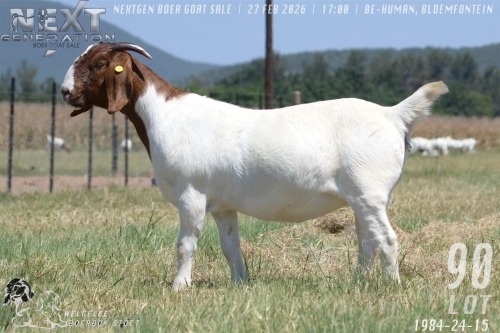 1 X BOER GOAT FLOCK DOE Welgelee boerbok stoet