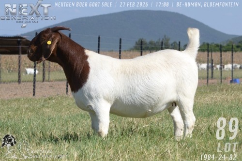 1 X BOER GOAT FLOCK PREGNANT DOE Welgelee boerbok stoet