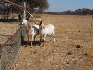 2 X MEATMASTER OOI SILWER SENS BOERDERY (PER STUK OM LOT TE NEEM)