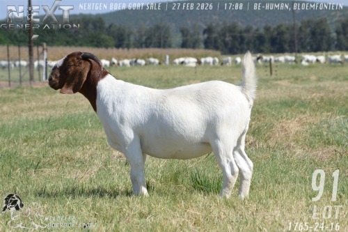 1 X BOER GOAT STUD DOE Welgelee boerbok stoet
