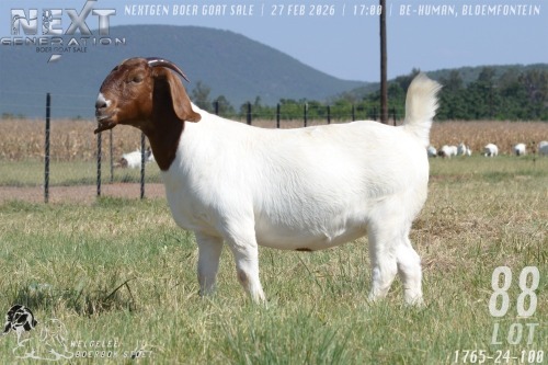 1 X BOER GOAT STUD PREGNANT DOE Welgelee boerbok stoet