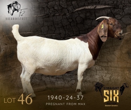 1 X BOER GOAT PREGNANT FLOCK ON COLOUR AND TEAT DOE F2 Boerbokstoet