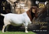 1 X BOER GOAT FLOCK BUCK Salmon van Huyssteen Boer Goat Stud