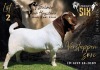 1 X BOER GOAT STUD BUCK Salmon van Huyssteen Boer Goat Stud