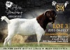 1 X BOER GOAT STUD BUCK Alvin Steenkamp Boer Goat Stud