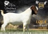 1 X BOER GOAT STUD BUCK Alvin Steenkamp Boer Goat Stud