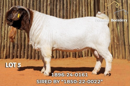 1 X BOER GOAT STUD BUCK Passano Boerdery