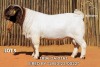 1 X BOER GOAT STUD BUCK Passano Boerdery