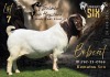 1 X BOER GOAT STUD BUCK Salmon van Huyssteen Boer Goat Stud