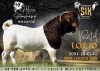 1 X BOER GOAT FLOCK BUCK Alvin Steenkamp Boer Goat Stud