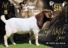 1 X BOER GOAT FLOCK BUCK Salmon van Huyssteen Boer Goat Stud