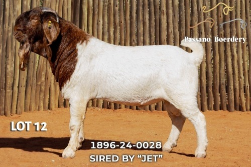 1 X BOER GOAT FLOCK BUCK Passano Boerdery