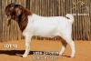 1 X BOER GOAT FLOCK BUCK Passano Boerdery