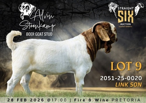 WITHDRAWN - 1 X BOER GOAT BUCK Alvin Steenkamp Boer Goat Stud