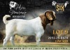 WITHDRAWN - 1 X BOER GOAT BUCK Alvin Steenkamp Boer Goat Stud