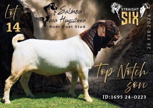 1 X BOER GOAT FLOCK BUCK Salmon van Huyssteen Boer Goat Stud